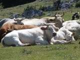 006 Riposo sotto il sole.JPG